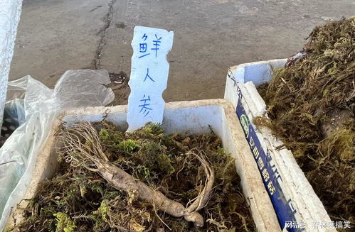 昆明市場羊肚菌價(jià)格處于全年最低水平